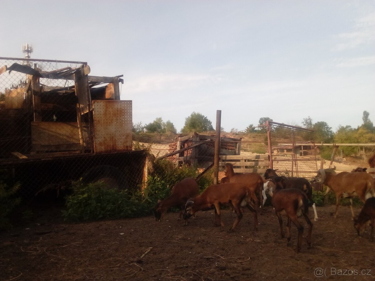 Prodám jehňata ovce kamerunske - 5