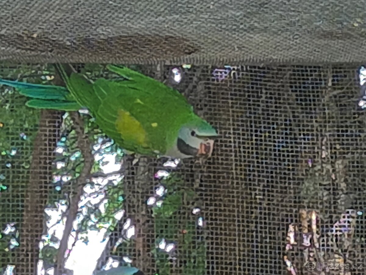 Prodám alexandry čínské - 5