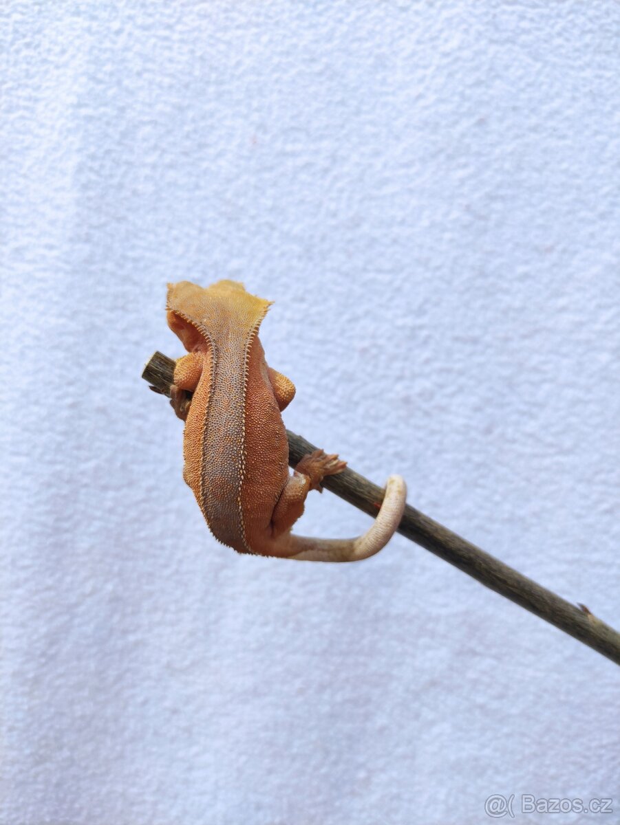 pagekon řasnatý, terárium - 5