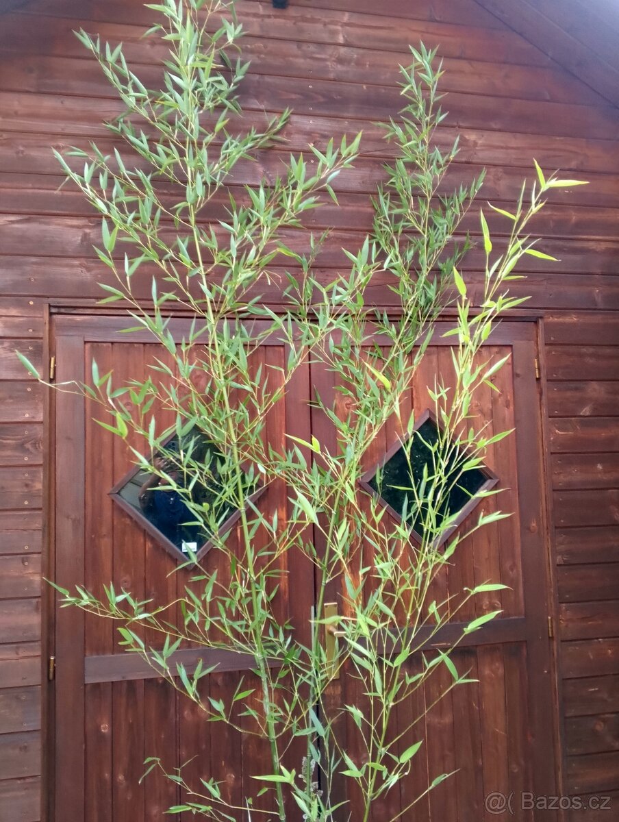 Mrazuvzdorný bambus - 5