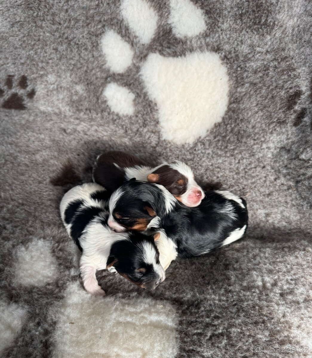 Biro a biewer, IHR rodokmen - 5