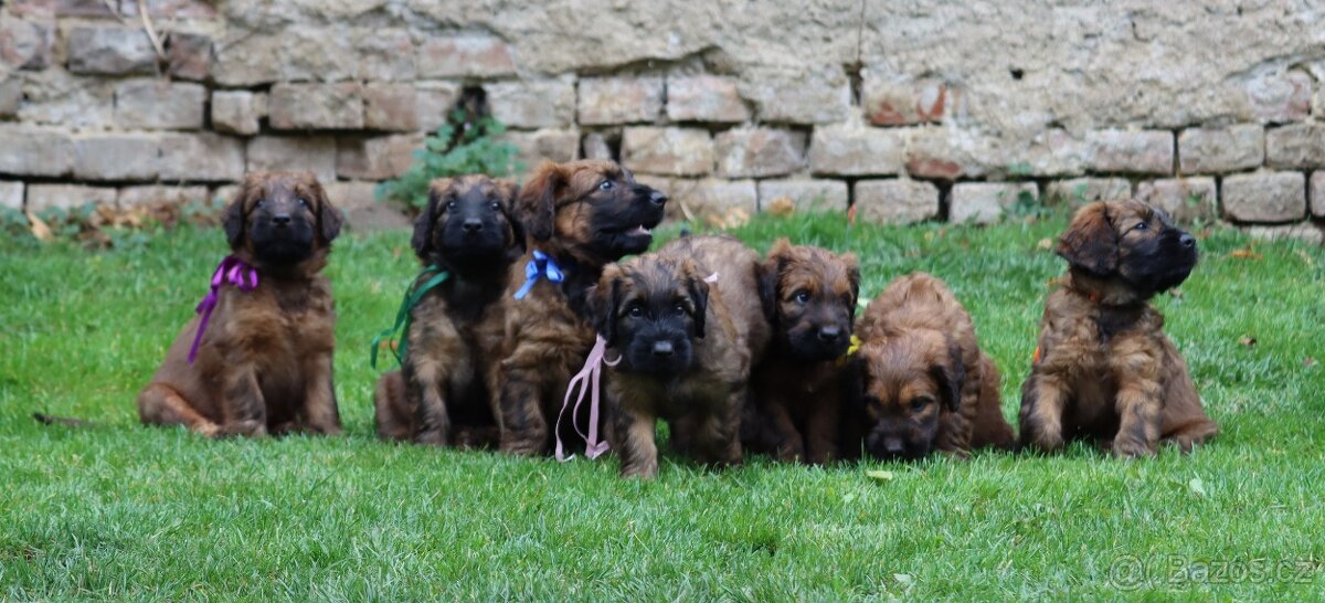 PLAVÁ ŠTĚŇÁTKA BRIARDŮ - 5