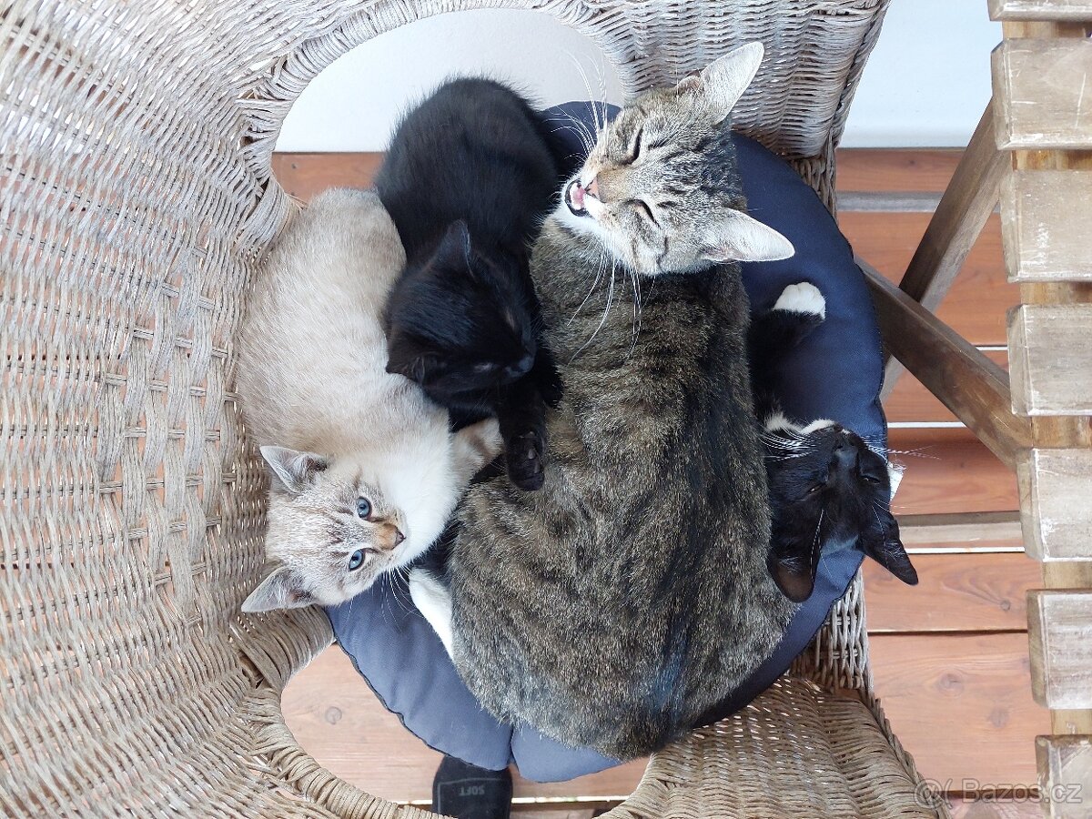 Koťátka zdarma - 5