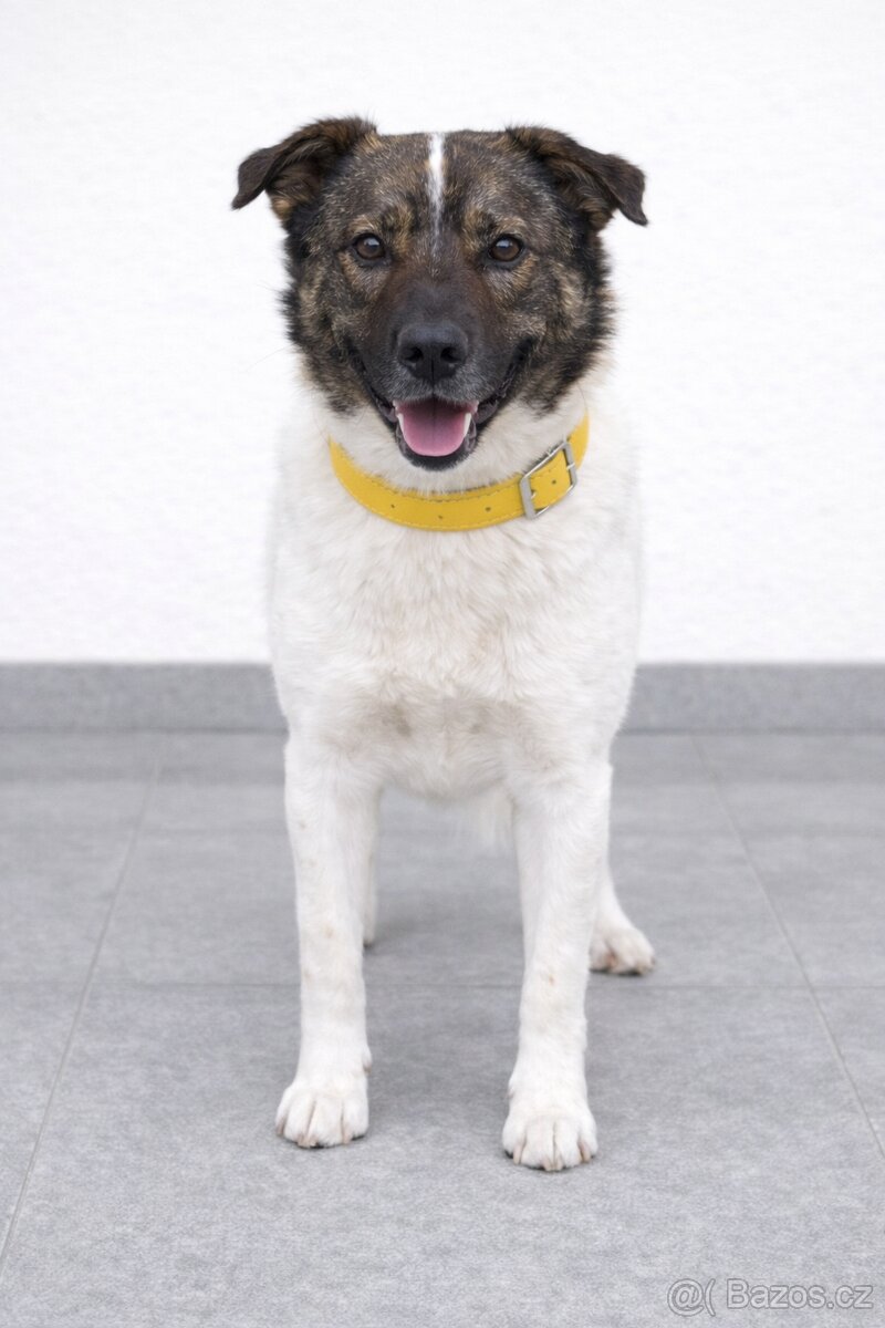 Peggy hledá domov - 5