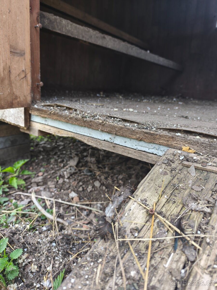 Kurník, slepice - 5