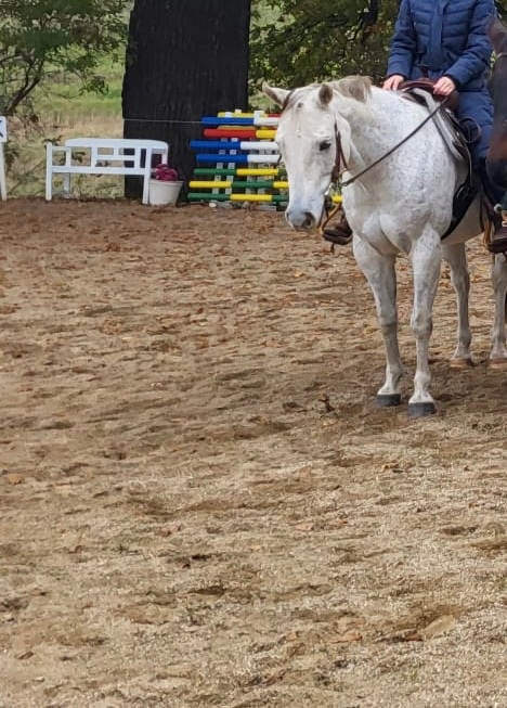 AQH valach - 5