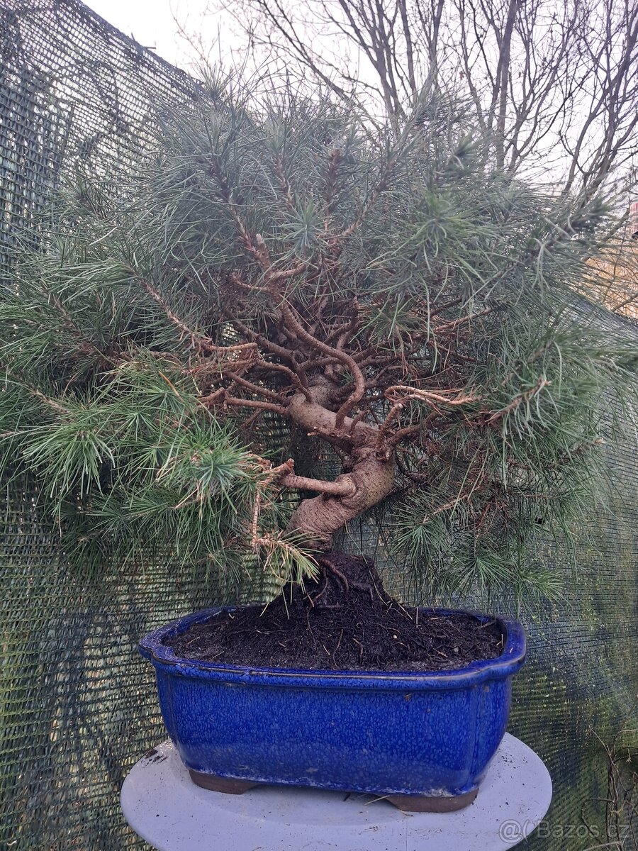 Bonsai,bonsaj Borovice - 5