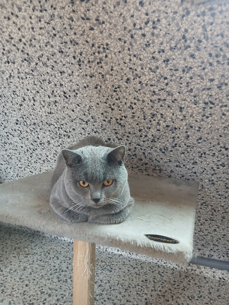 Kartouzská Kočka -kotě - 5