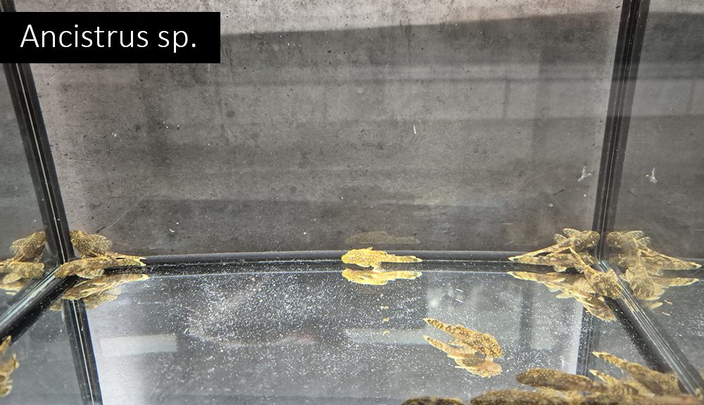 Parmičky, endlerky, pancéřníčci, ancistrusi - 5