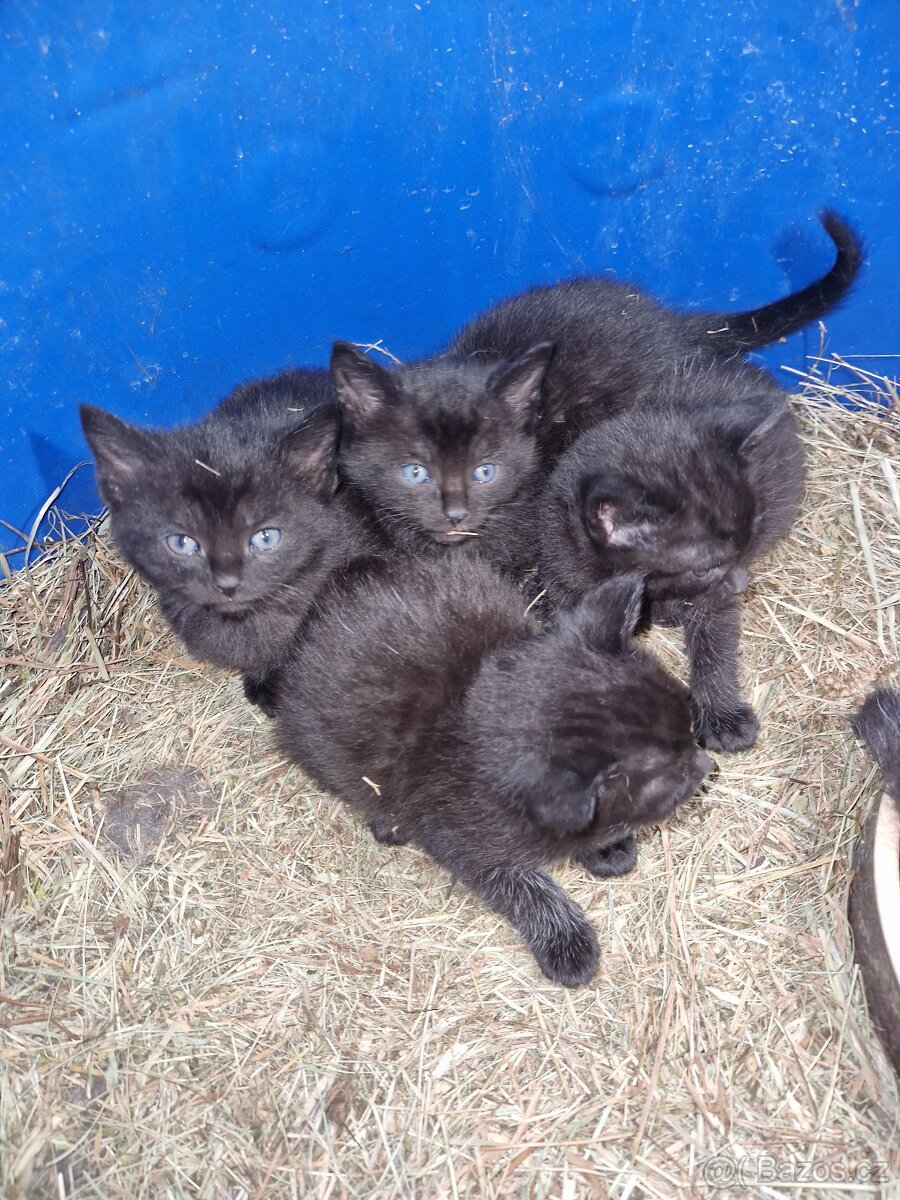 Černá koťátka - 5