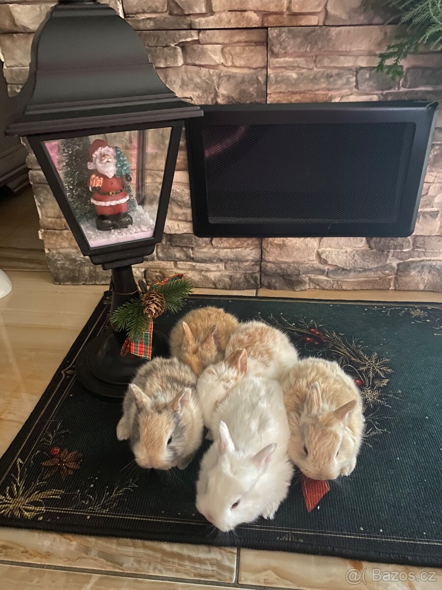 Zakrslý kralicek - 5