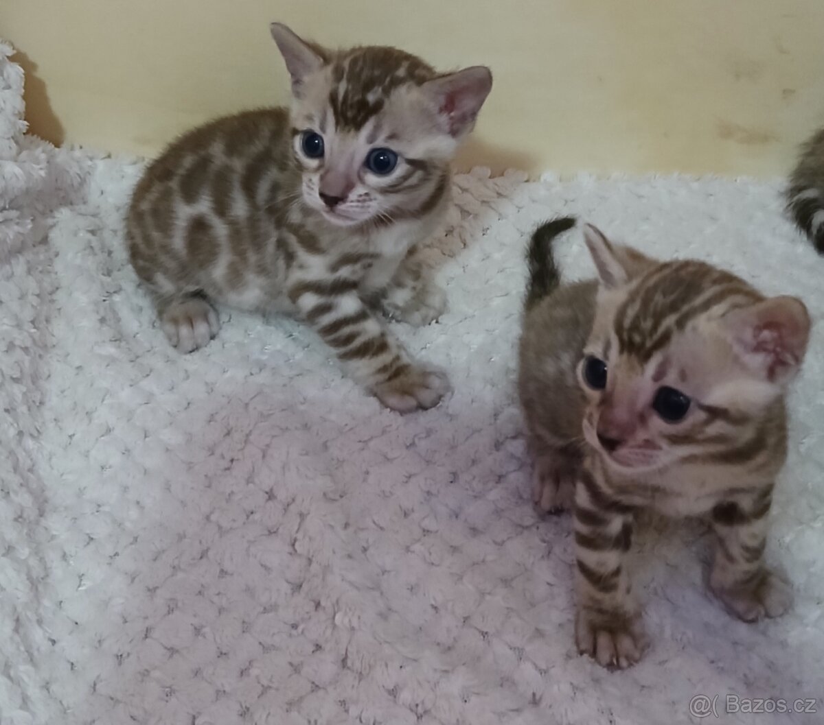 Bengálská rozetová kočka s pp - 5