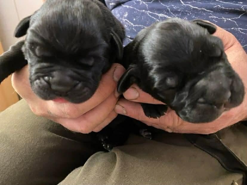 Štěňata Cane Corso s PP - 5