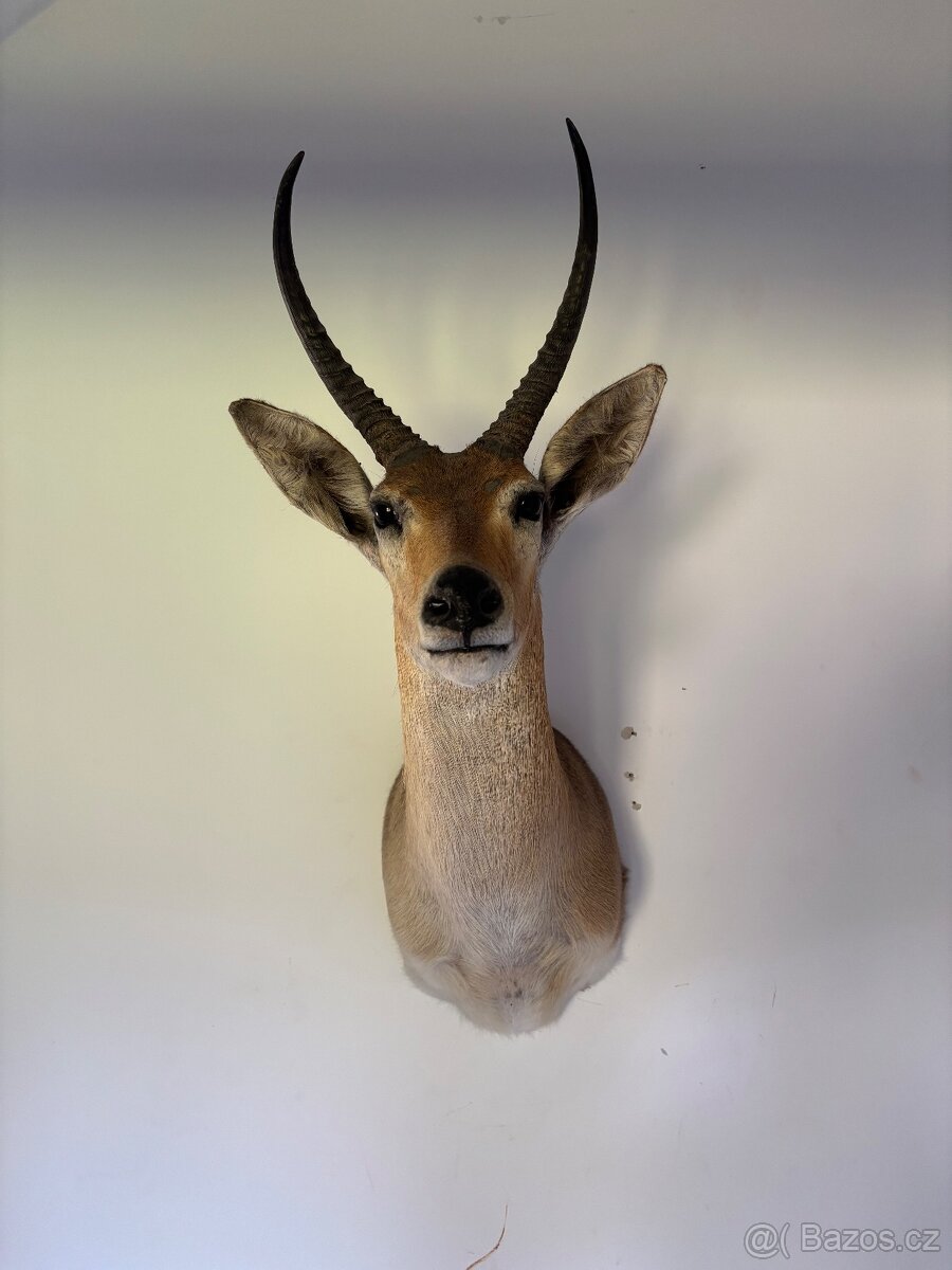 Nádherná Lovecká Trofej - IMPALA Afrika - TOP - 5