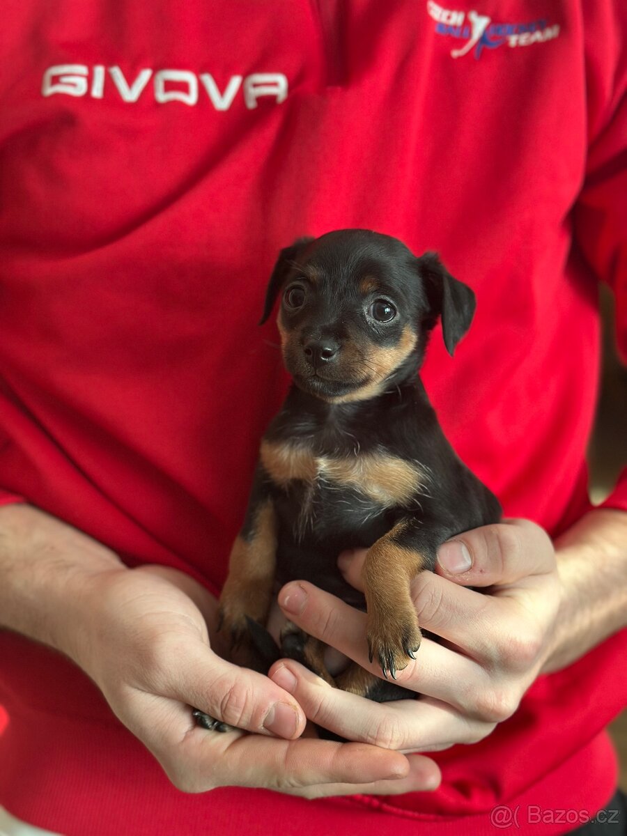 Pražský krysařík- srnčí pinc - 5