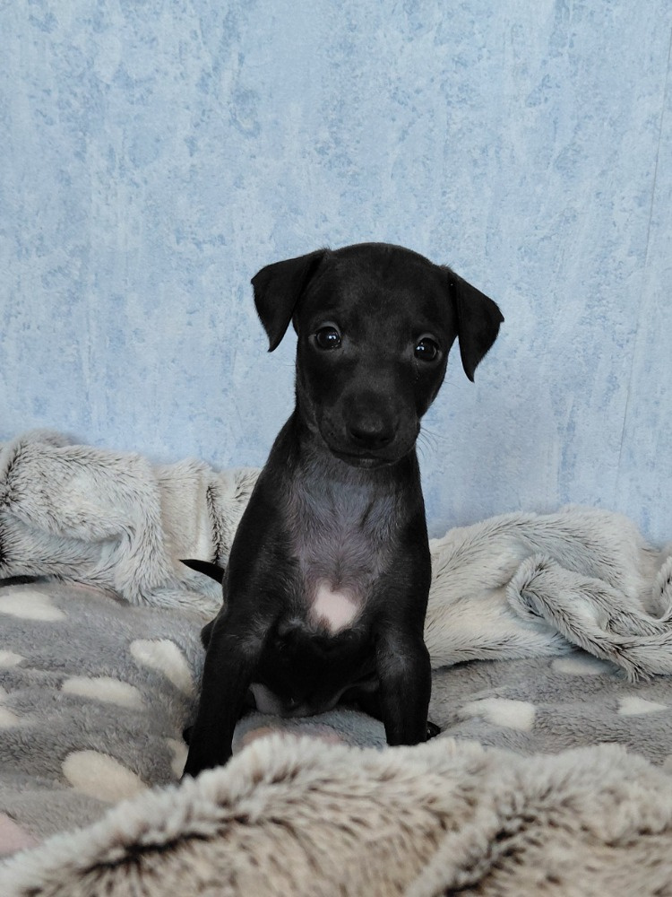 ITALSKÝ CHRTÍK - 5