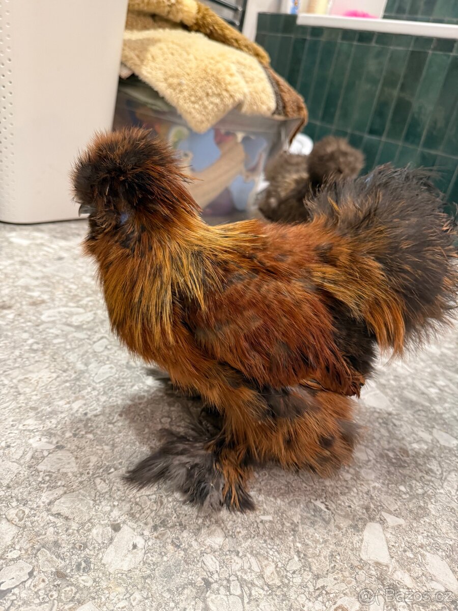 Hedvabnicka USA kohoutek - 5