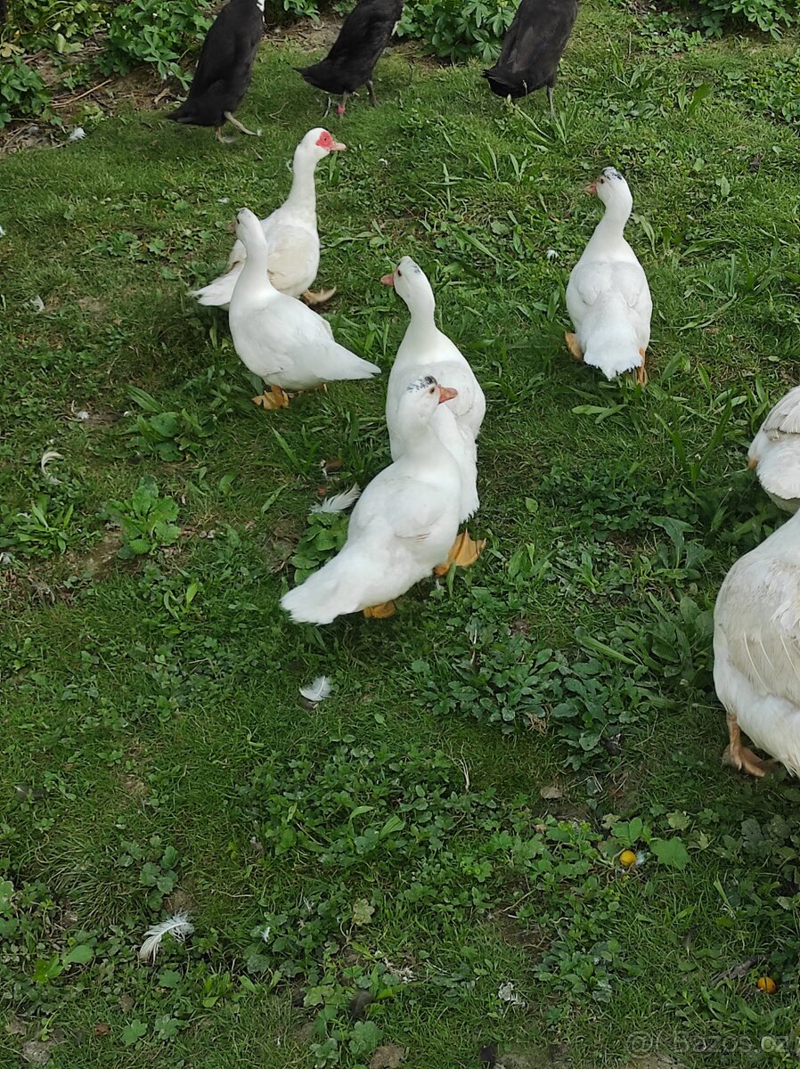 Kachna pižmová - 5