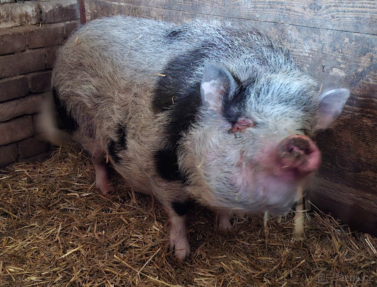 Gottingenske prase - 5