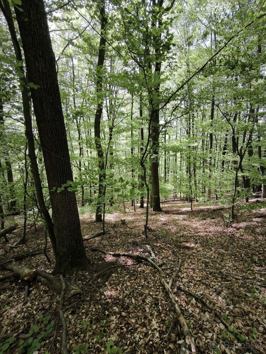 Prodej pozemků k.ú. Lhotsko - 5