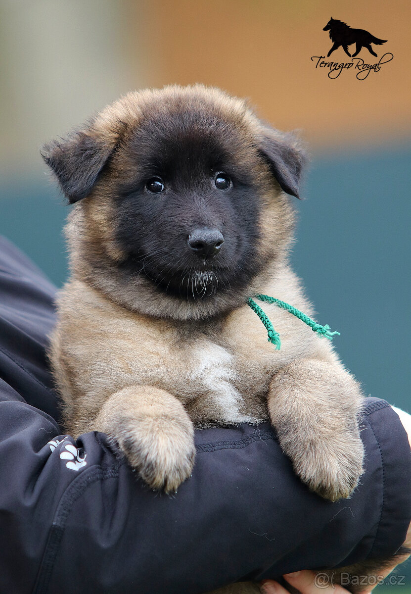 Belgický ovčák Tervueren - štěňátka s PP - kluci - 5