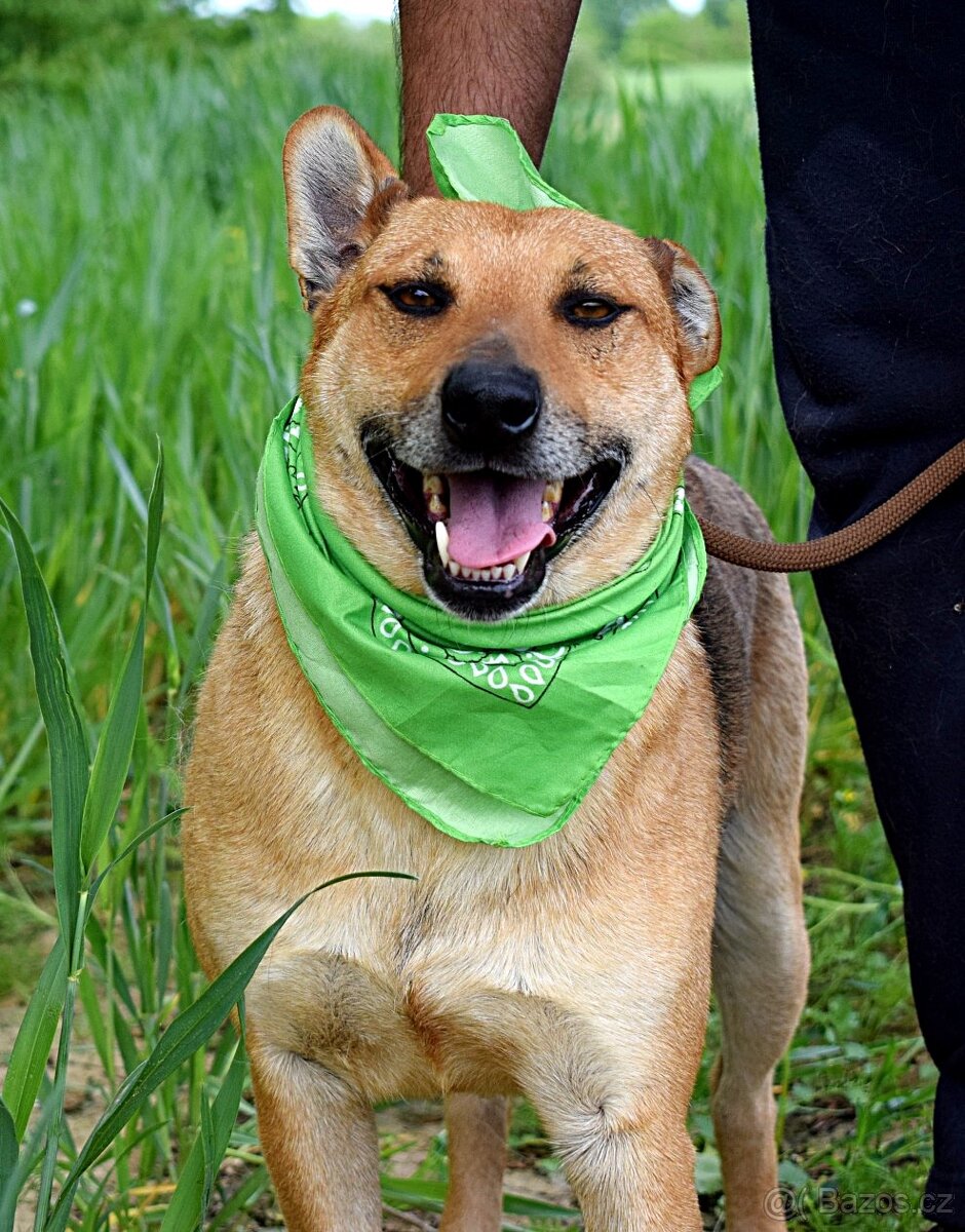 INKY K ADOOPCI - 3 ROKY,PŘÁTELSKÝ, KAMARÁD,VHODNÝ K SENIORŮM - 5