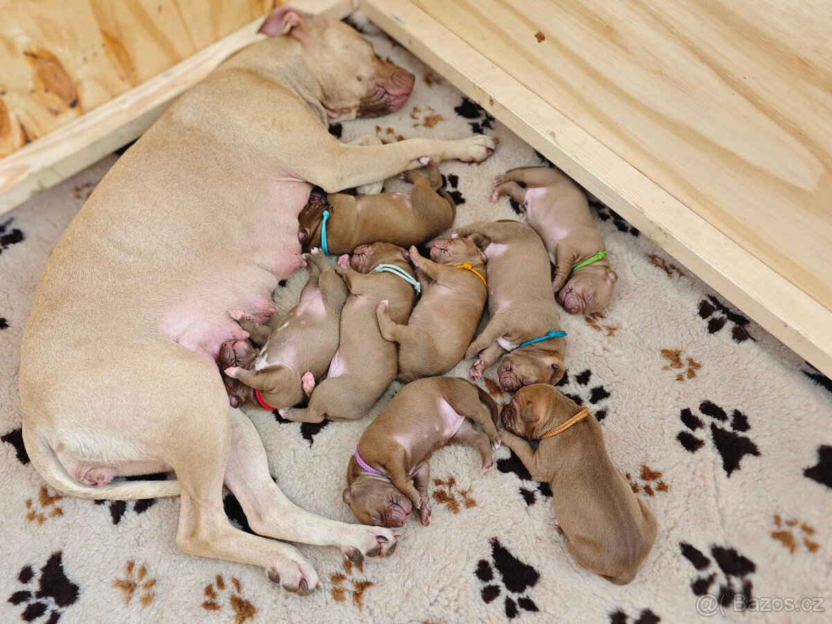 Americký pitbull teriér štěňata s PP - 5