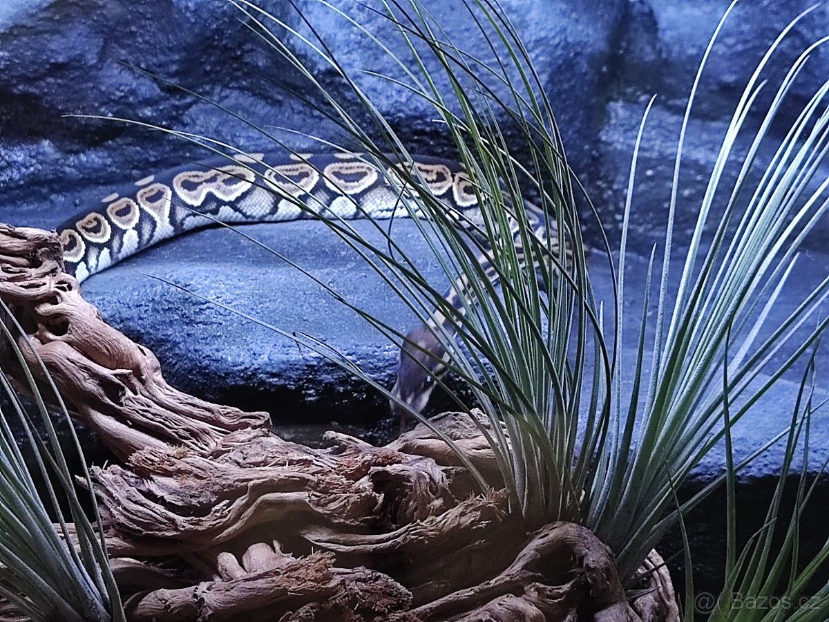 Terária s obyvateli - 5