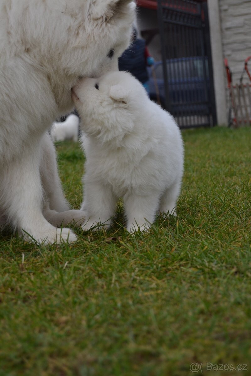 Fenky Samojeda FCI - 5