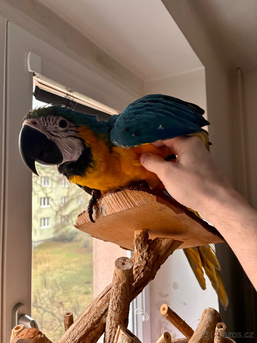 Prodám Ara Ararauna - 5
