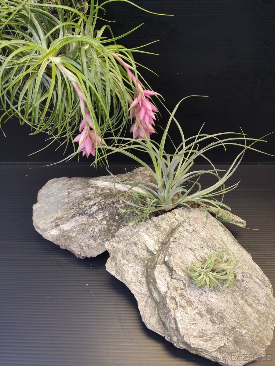 bromelie tilandsie - 5