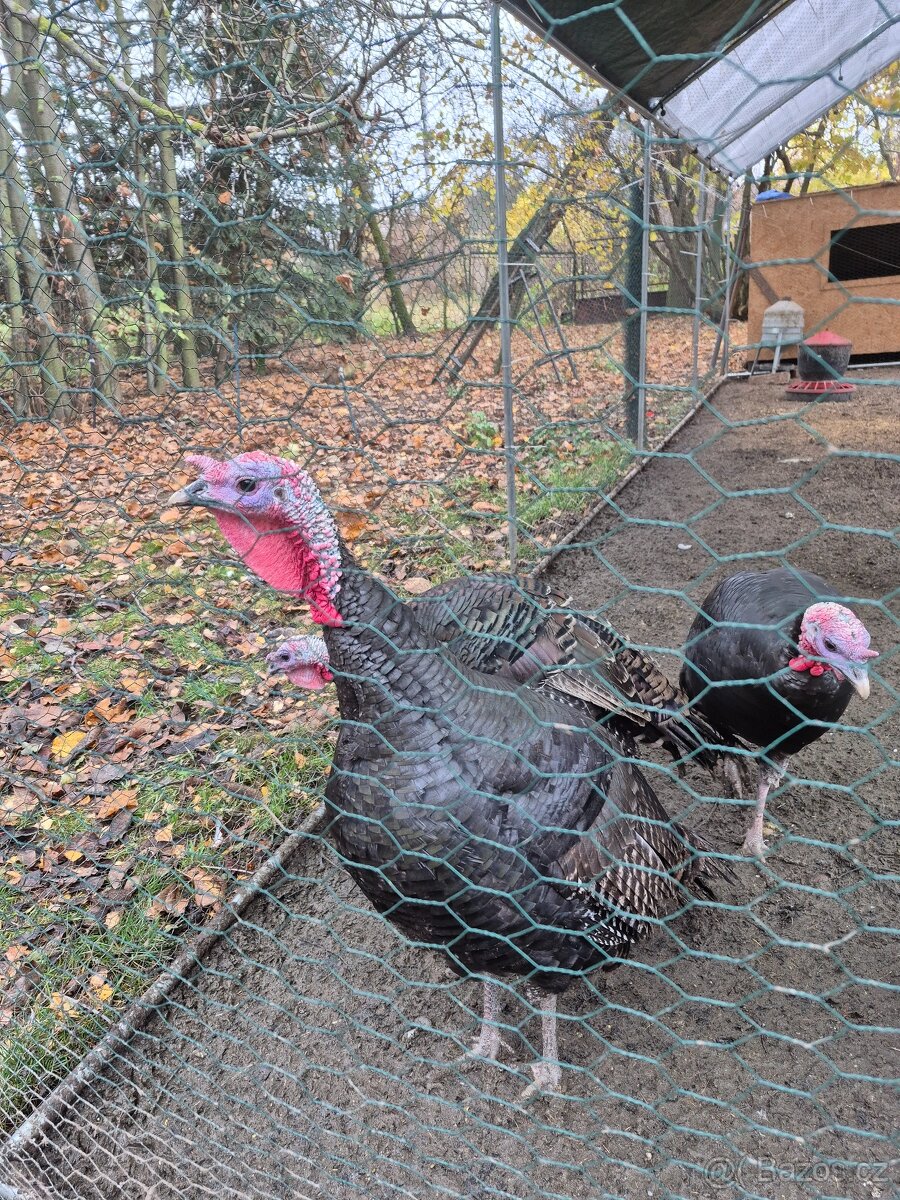 Krůty a krocani bronzovo-černí 6 měsíců - 5