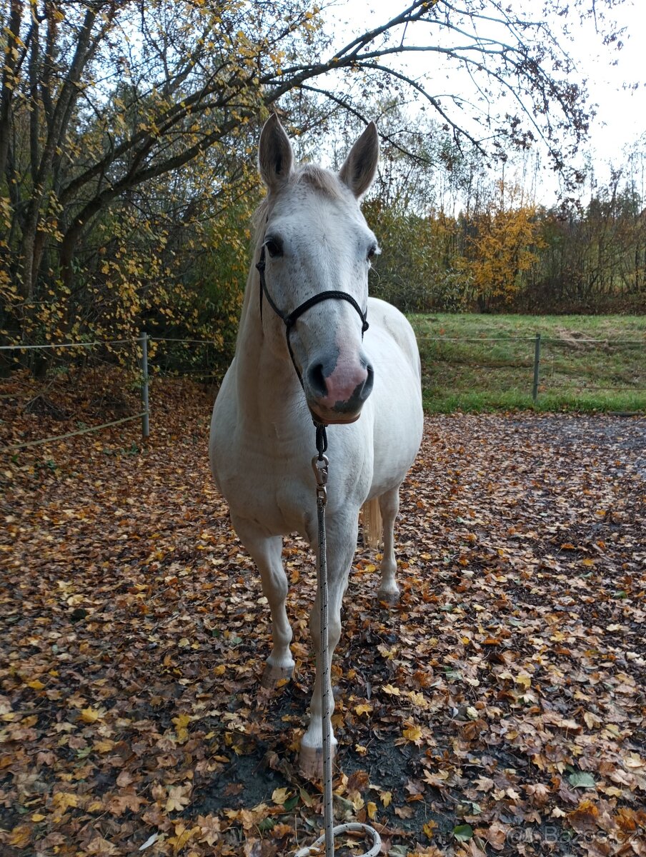 Paint horse klisna - 5