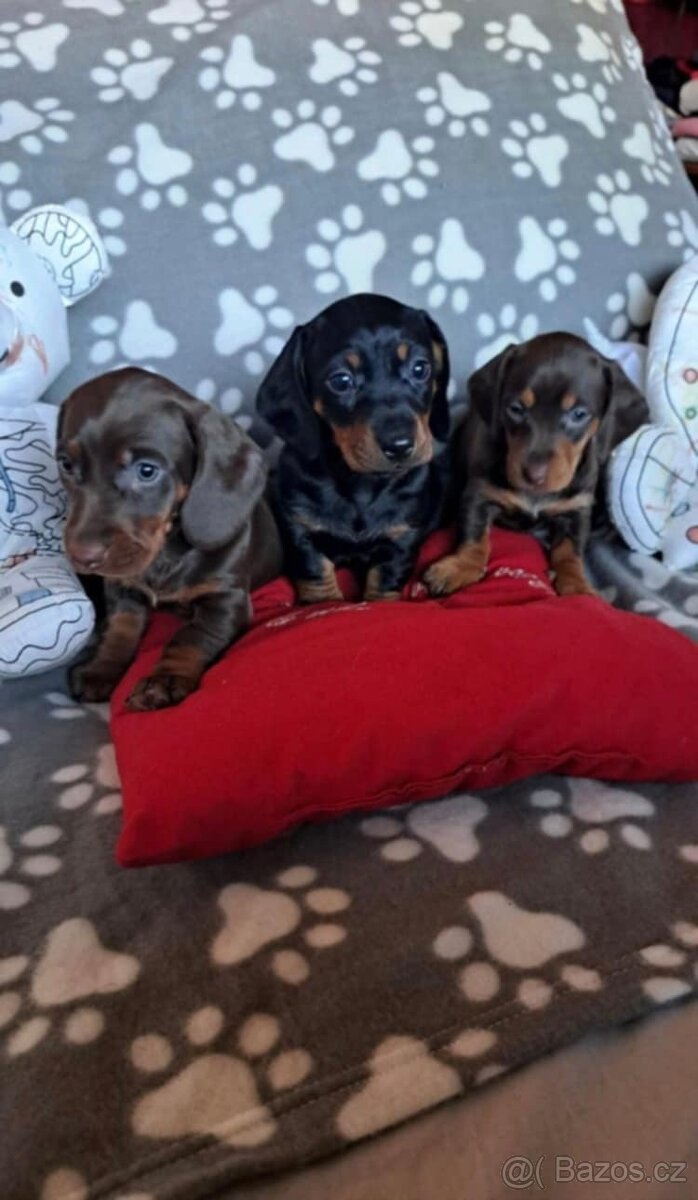 Jezevčík trpasličí - 5