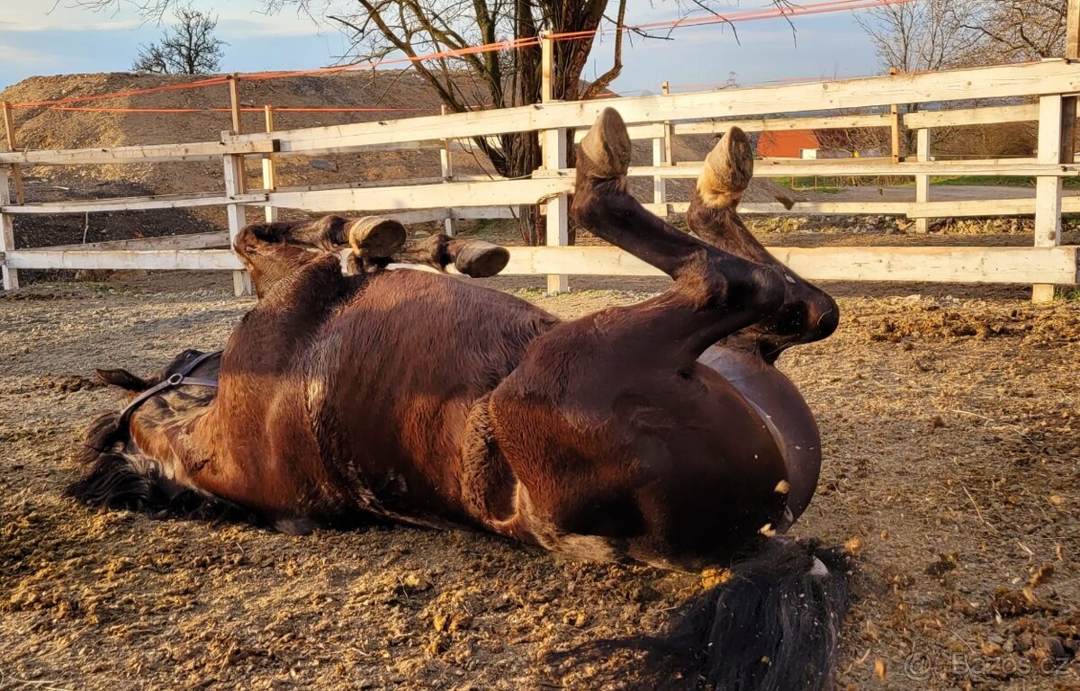 Ustájení koní - 5