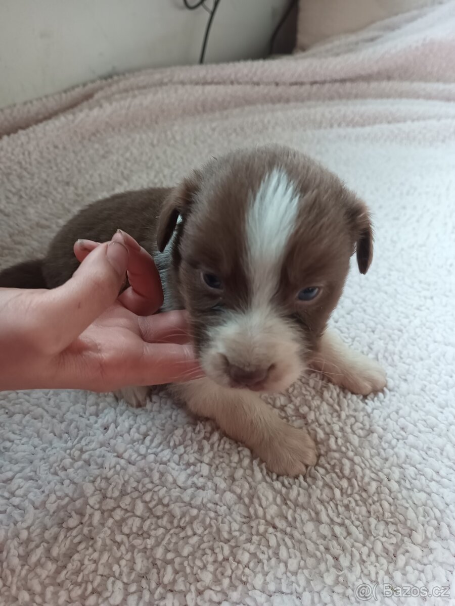 Australský ovčák bez PP - 5