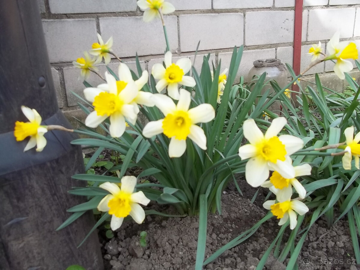 Narcis cibulky - květiny - 5