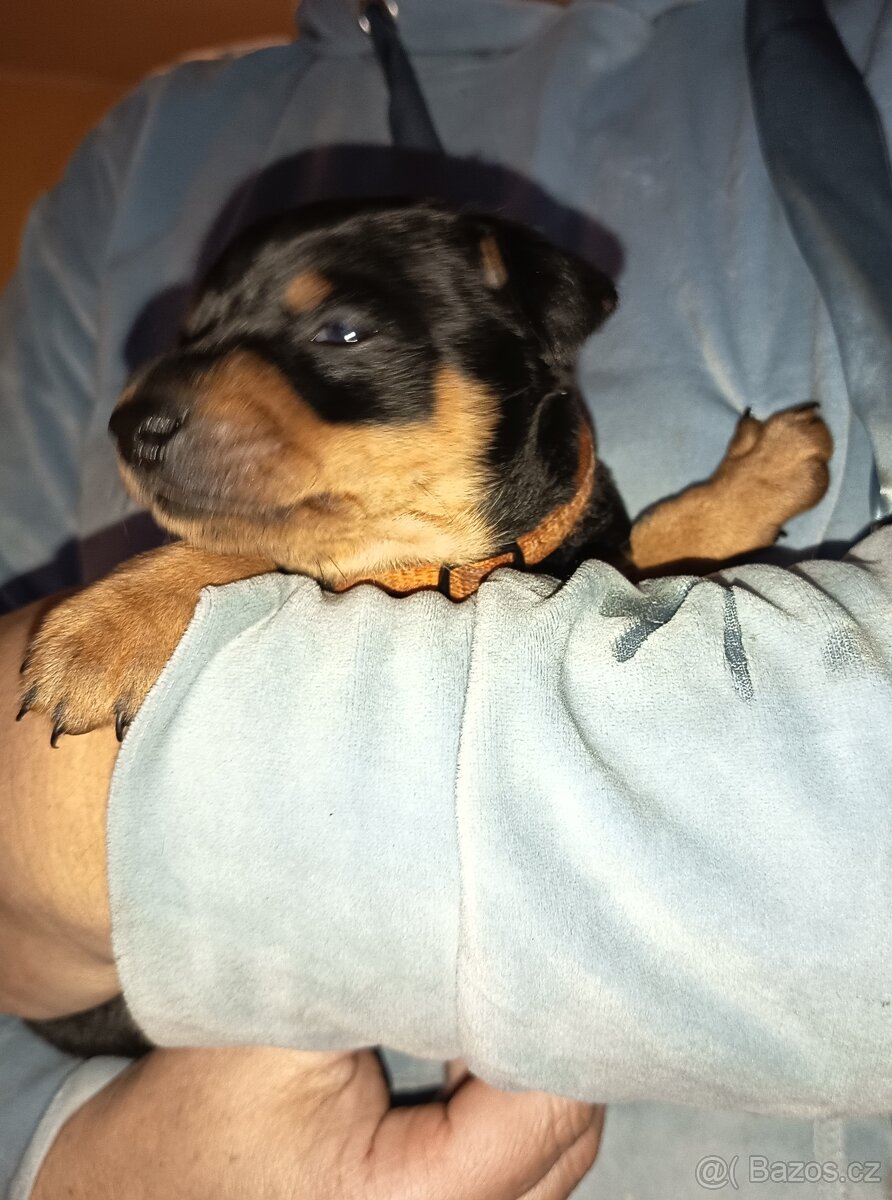 Nabízím k prodeji štěňata trpasličího pinče - 5