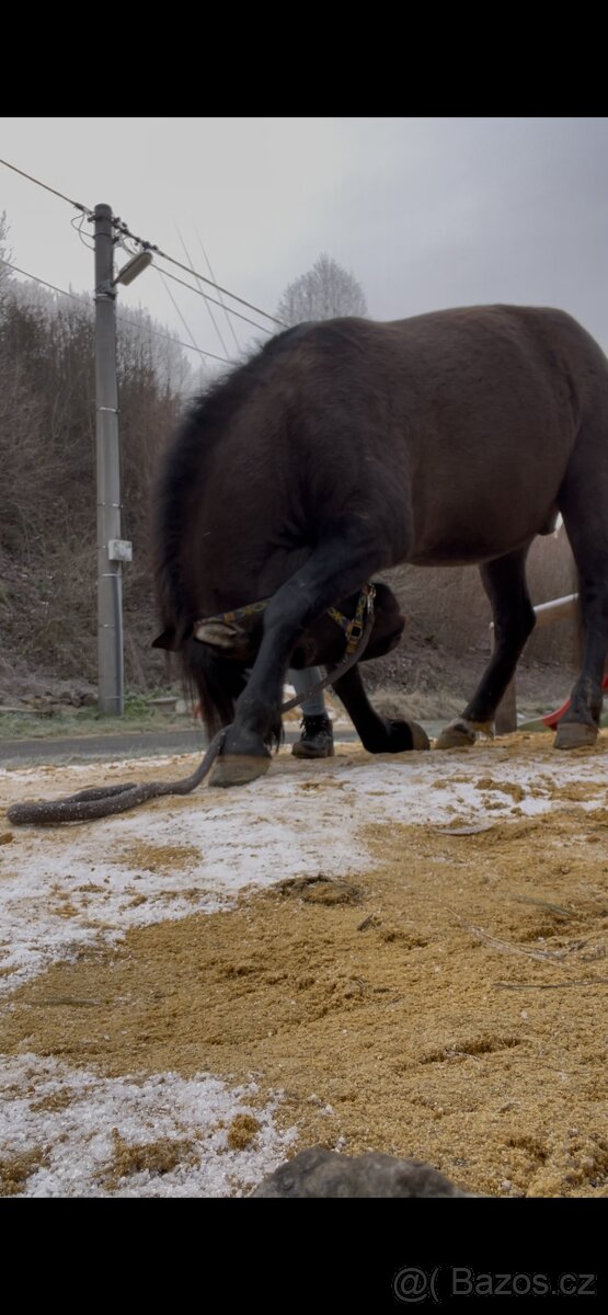 Milionový valach - 5