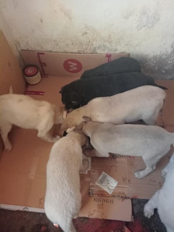 Daruji štěňata - 5