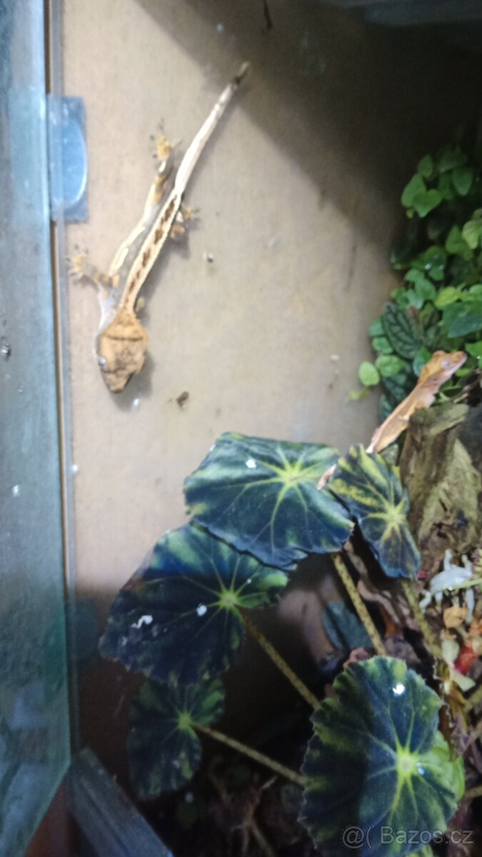 Pagekon řasnatý, Anolisové - 5