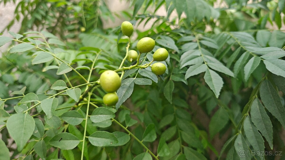 Murraya Koenigii (Bergera), Kari stromek, Currybaum - 5