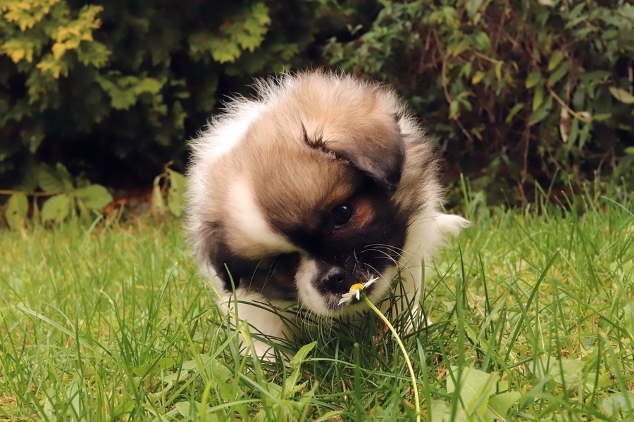 Tibetský španěl - 5