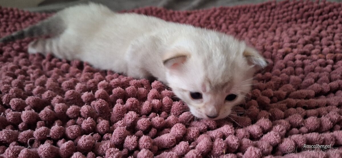 Bengálská kočička do chovu s PP - 5