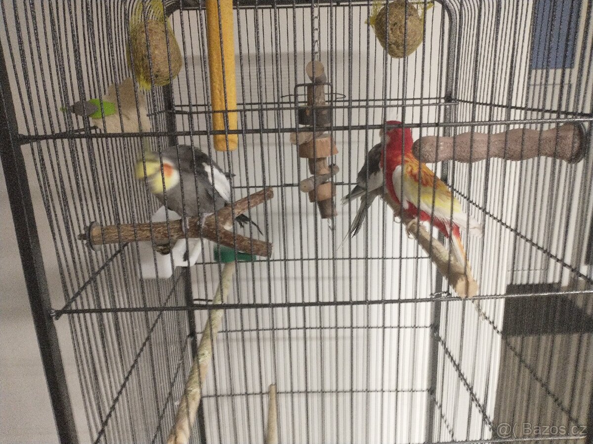 Korely a Rosela pestrá - 5