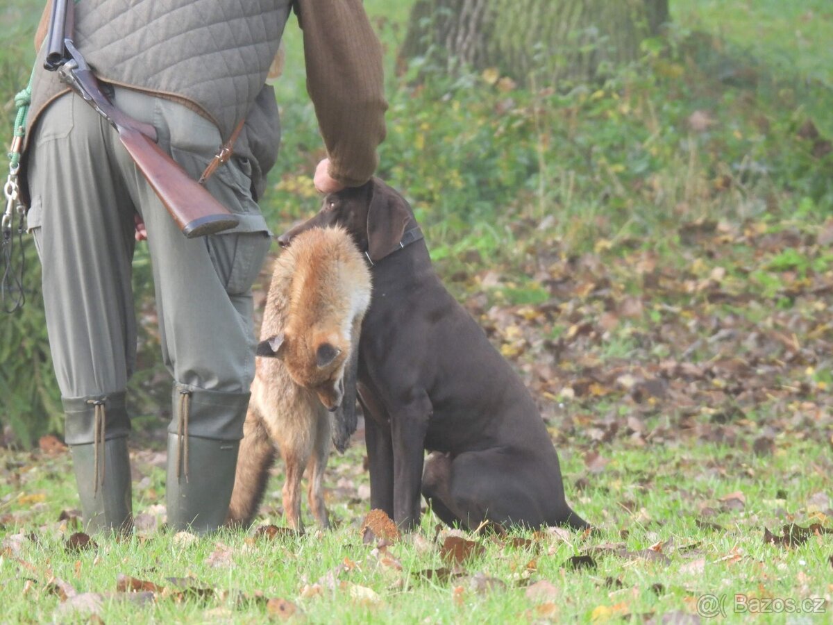 Německý krátkosrstý ohař - 5