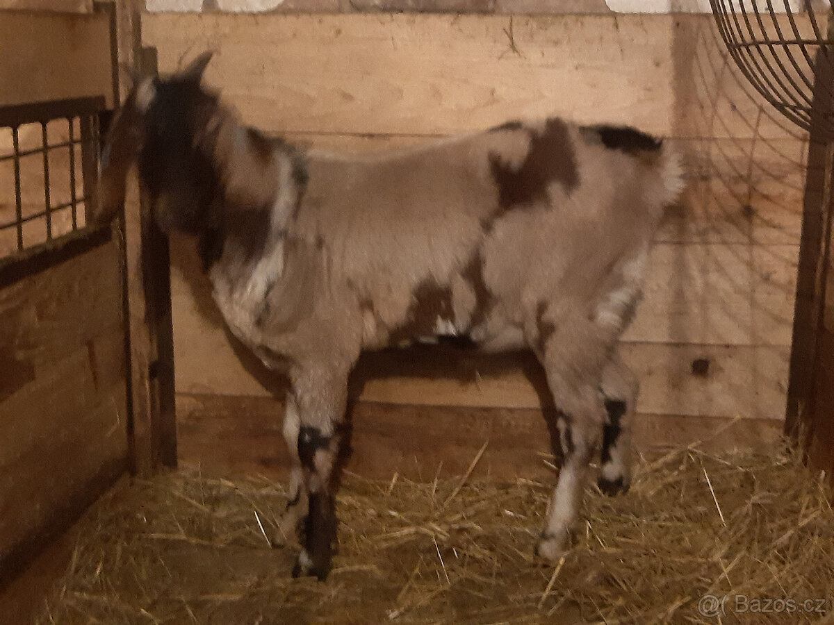 anglonubijský kozlík 100% - 5