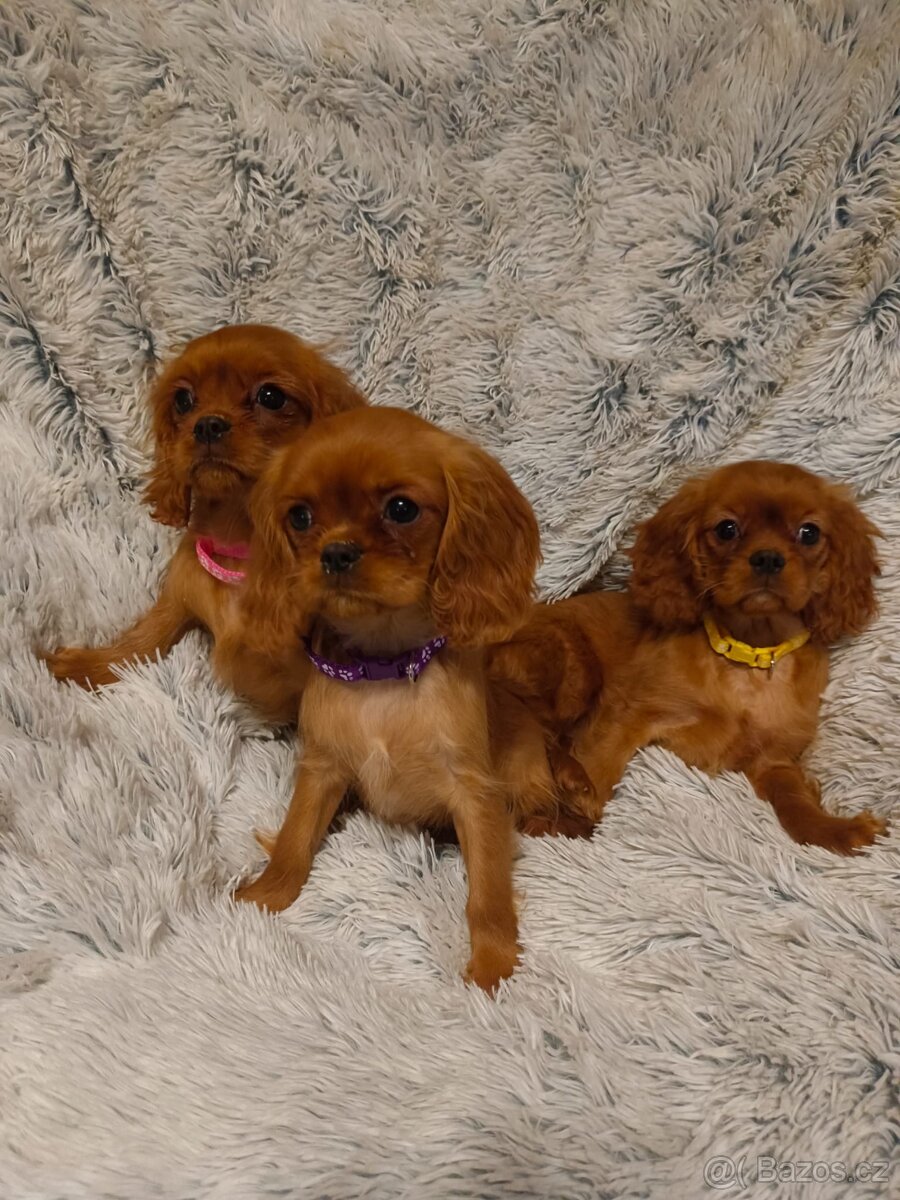 Kavalír King Charles Španěl - 5