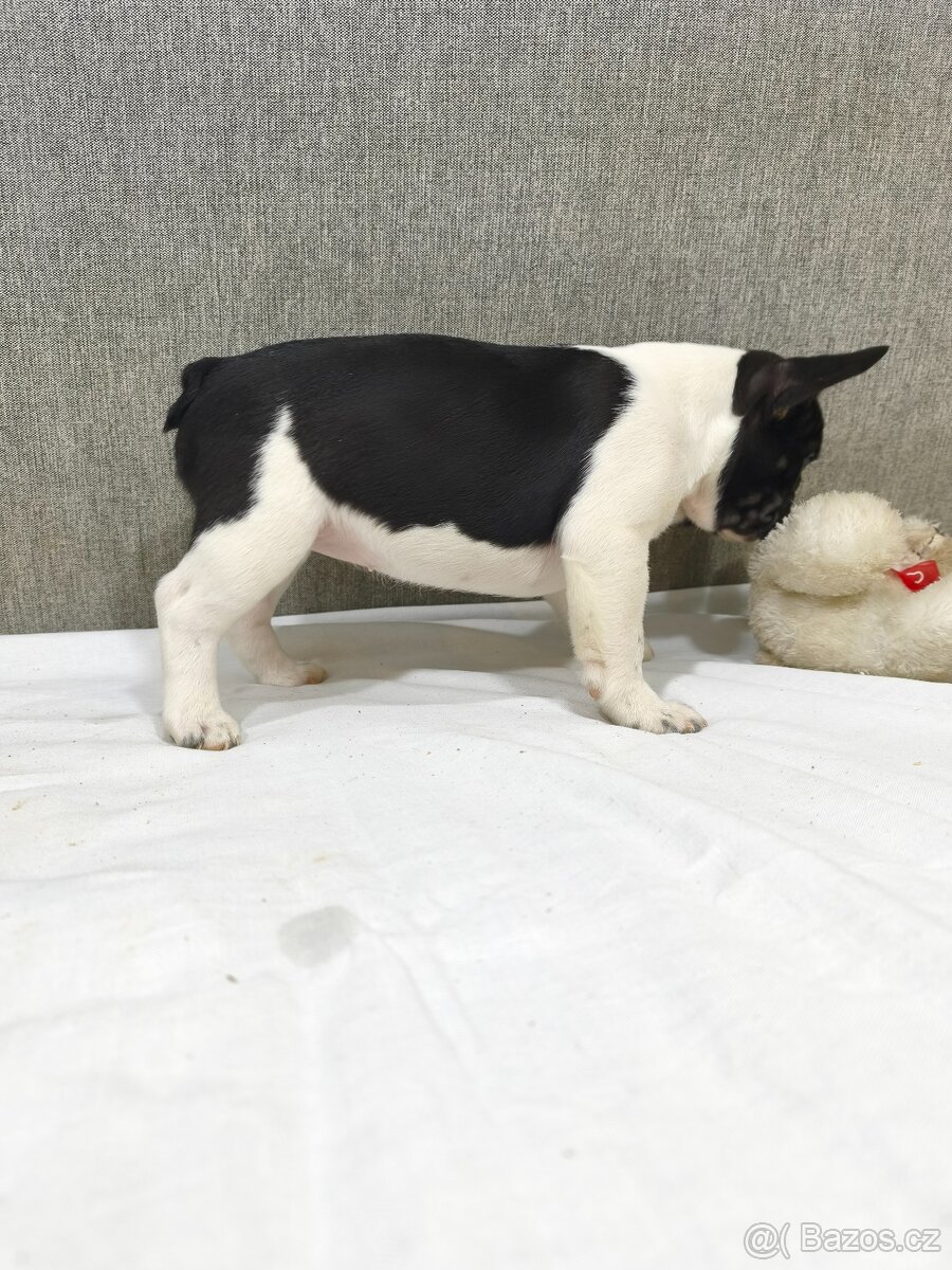 Francouzsky buldoček - 5