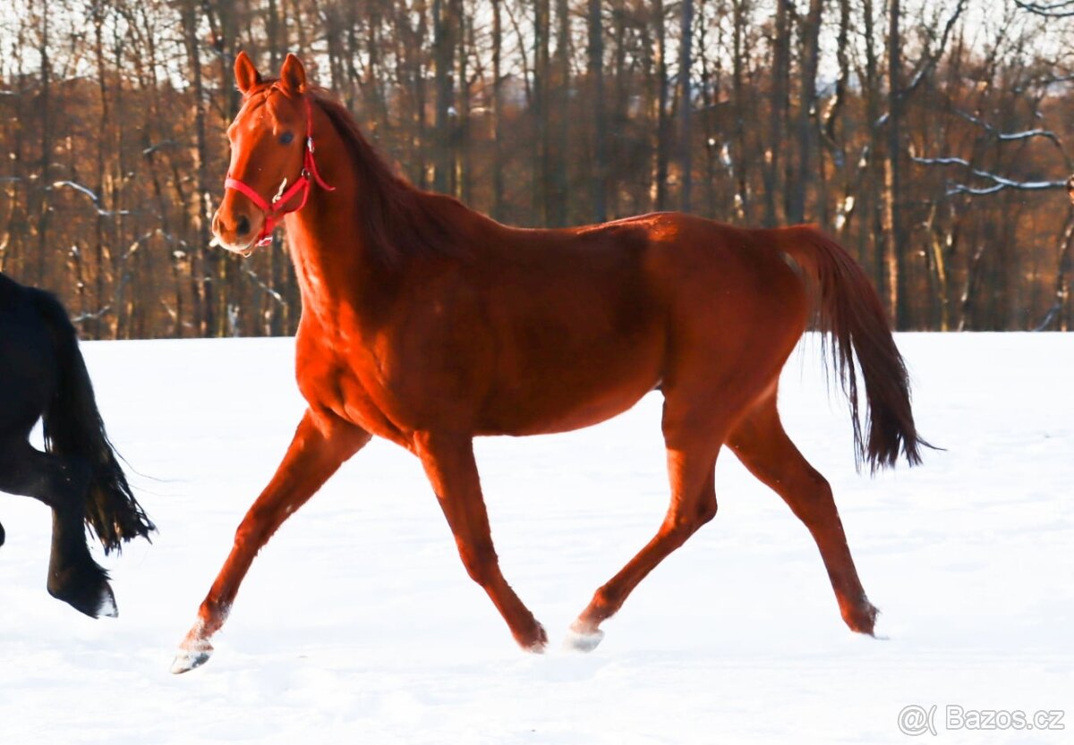 Anglický plnokrevník - 5